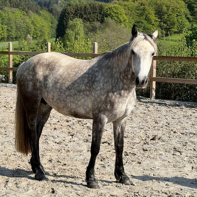 Saphir - unsere Connemara Stute auf unserem Panoramareitplatz