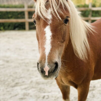 Kaylee - Eine bildhübsche Shetland-Pony Stute