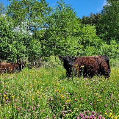 Galloway Mutterkuh auf einer Weide auf dem Landgut Pfauenhof in der Eifel im Frühjahr