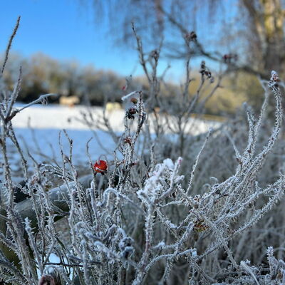 Rauhreif im Winter auf den Wildrosen auf dem Landgut Pfauenhof in der Vulkaneifel