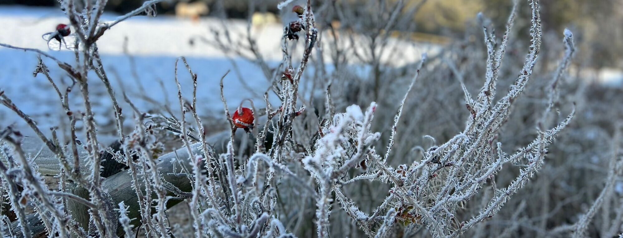 Rauhreif im Winter auf den Wildrosen auf dem Landgut Pfauenhof in der Vulkaneifel