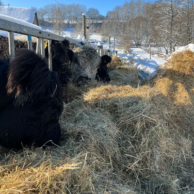 Galloway Rinder fressen Heu in der Eifel auf dem Landgut Pfauenhof