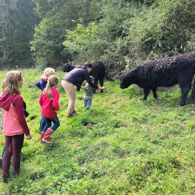 Kinder füttern Rinder auf einer Weide auf dem Landgut Pfauenhof in der Eifel