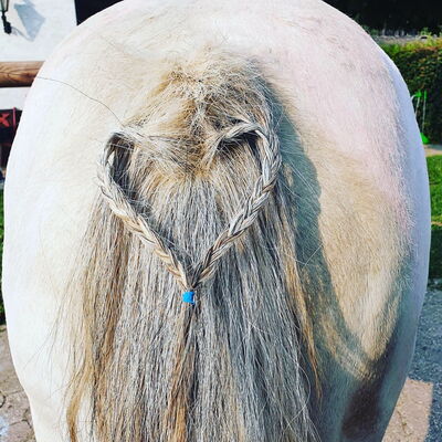 Unsere Pferde freuen sich auf Dich - Landgut Pfauenhof in der Eifel