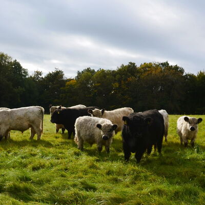 Galloway Bullenherde im Herbst auf dem Landgut Pfauenhof in der Vulkaneifel