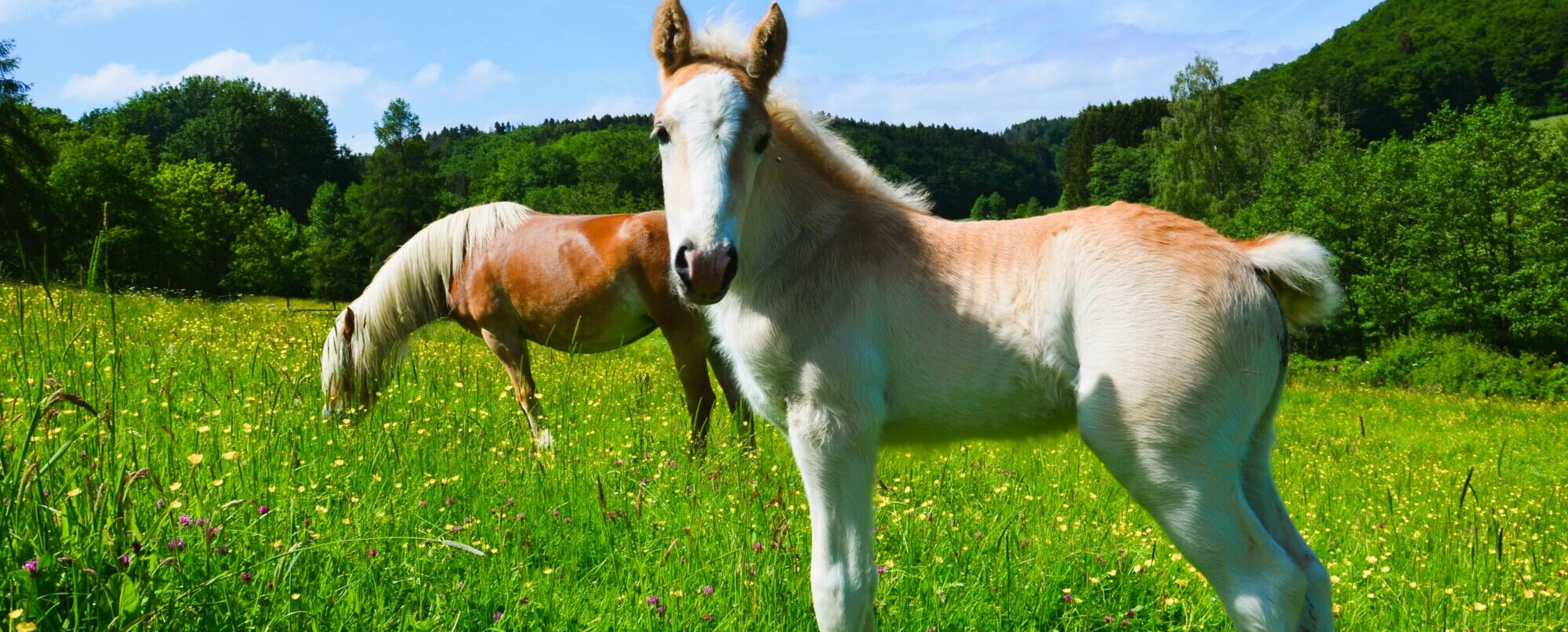Unser Haflingerfohlen Santos mit seiner Mutter Siria