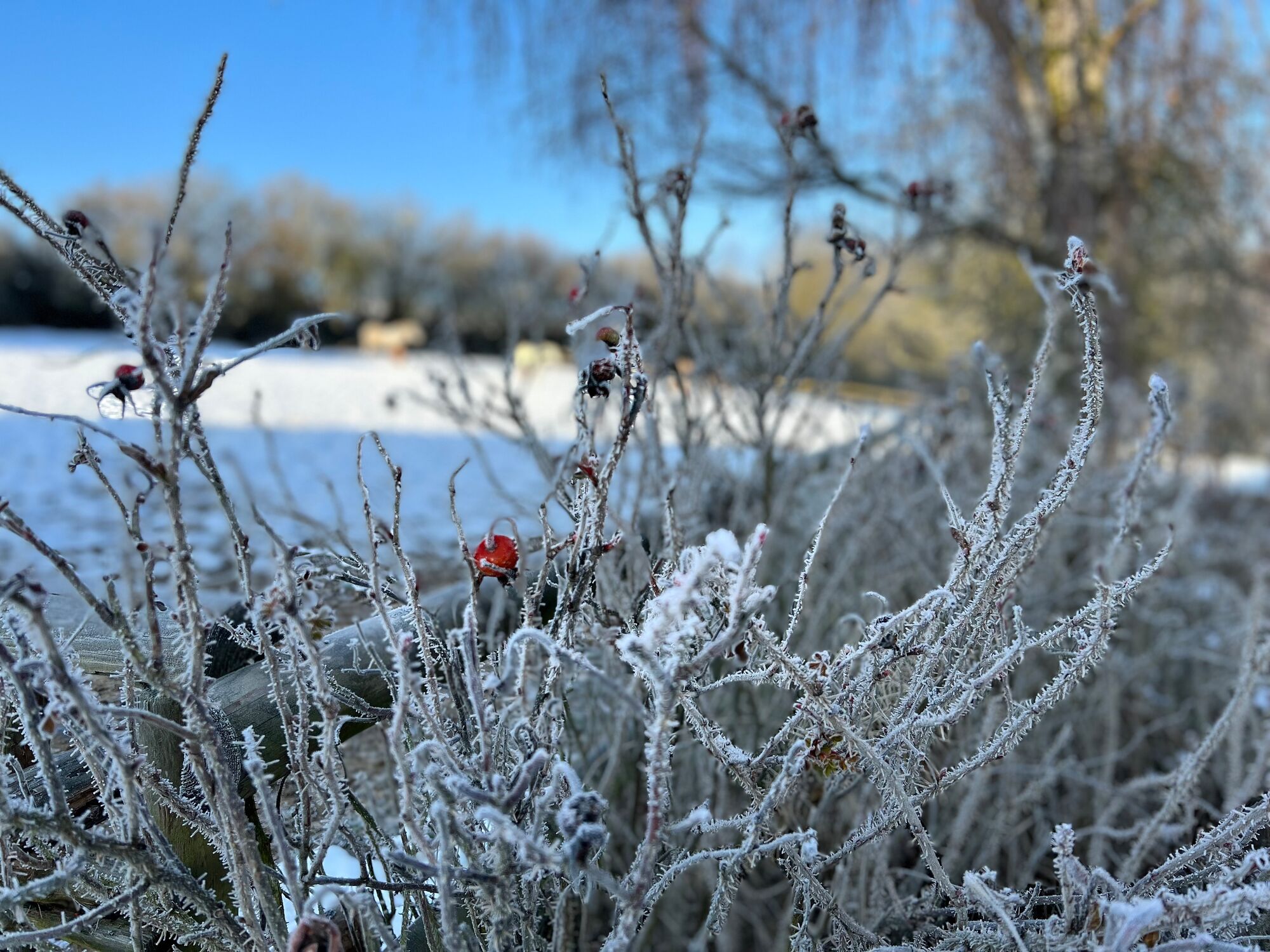 Rauhreif im Winter auf den Wildrosen auf dem Landgut Pfauenhof in der Vulkaneifel