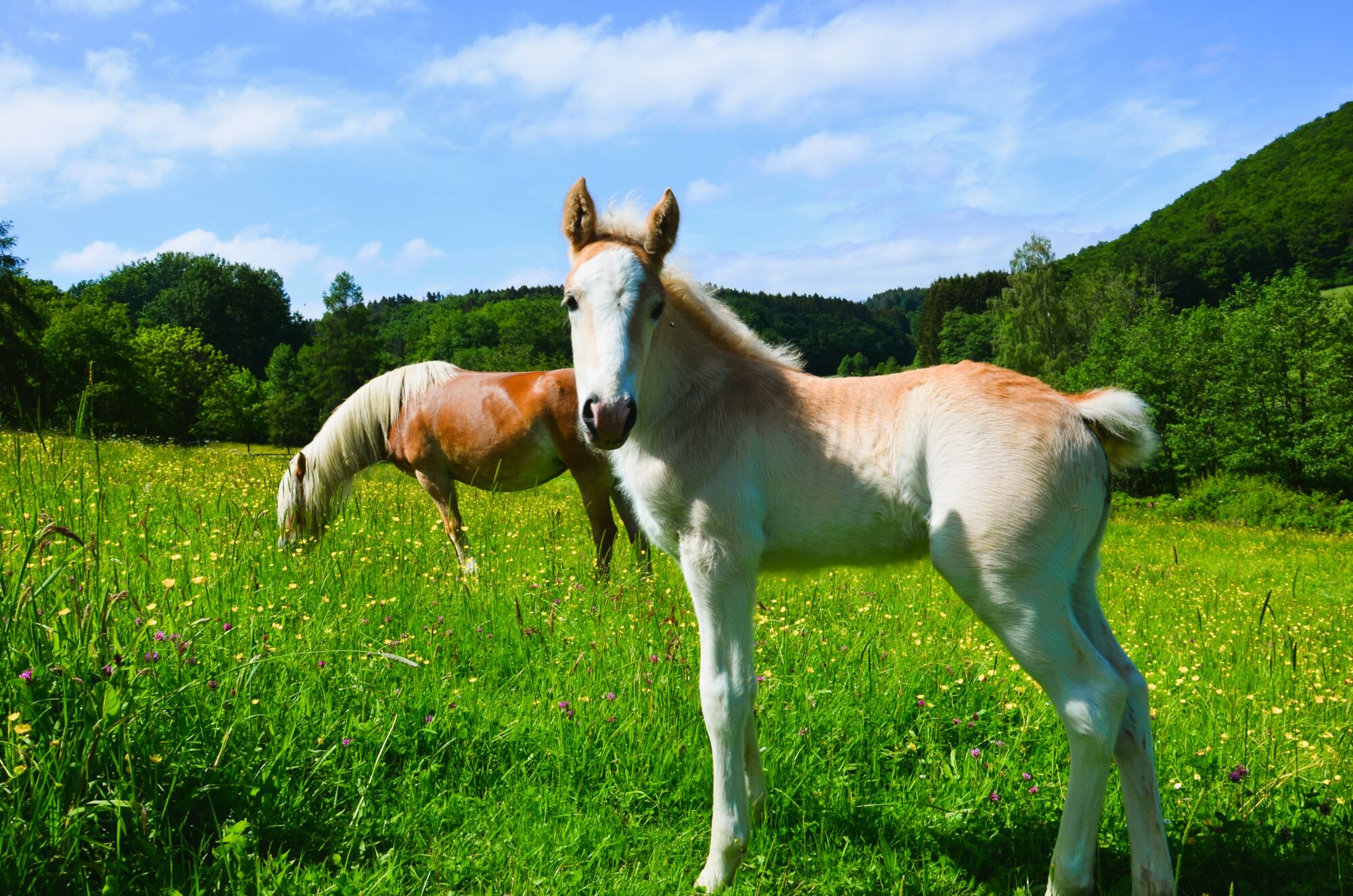 Unser Haflingerfohlen Santos mit seiner Mutter Siria