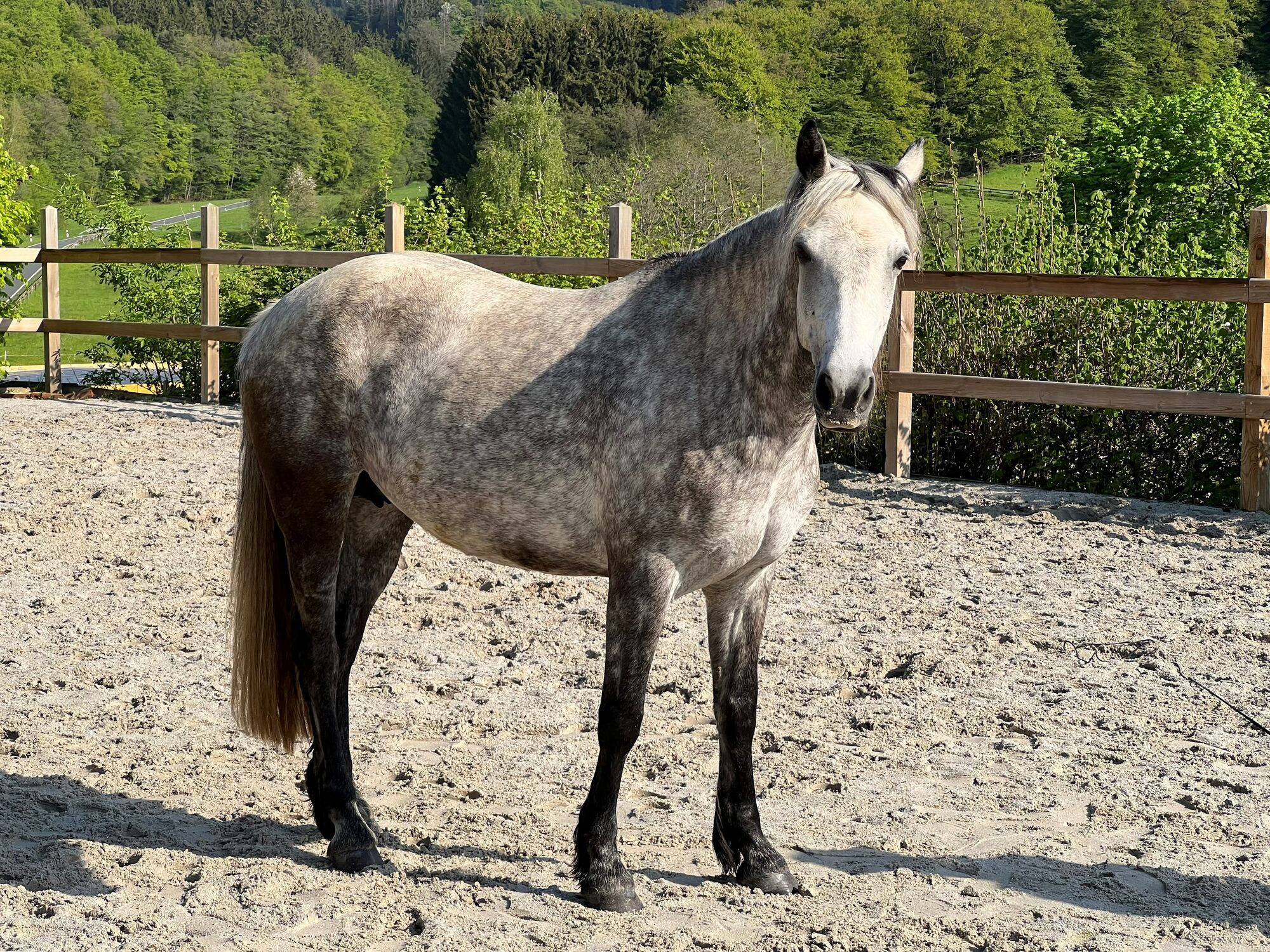 Saphir - unsere Connemara Stute auf unserem Panoramareitplatz