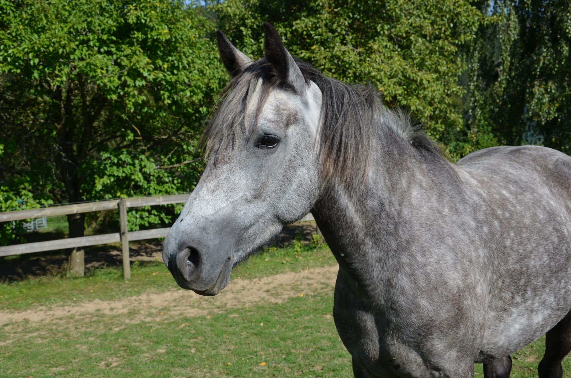 Bild eines Reitpferdes auf dem Landgut Pfauenhof in der Eifel