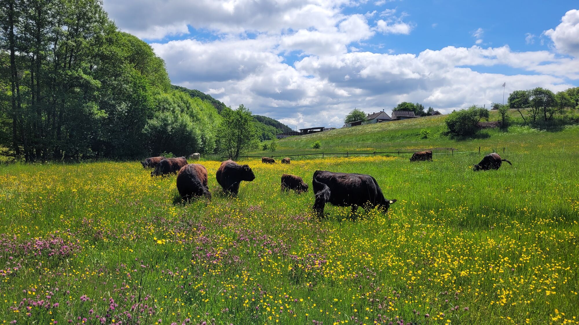 Eine Mutterkuhherde mit Galloway Rindern auf einer Weide